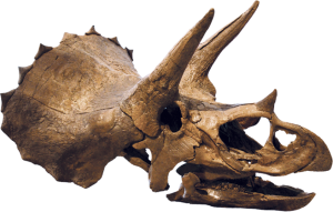 Triceratops Skull