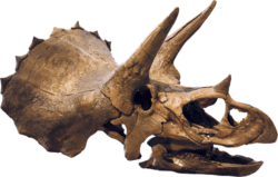 TriceratopsSkull