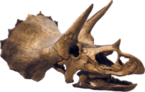 TriceratopsSkull
